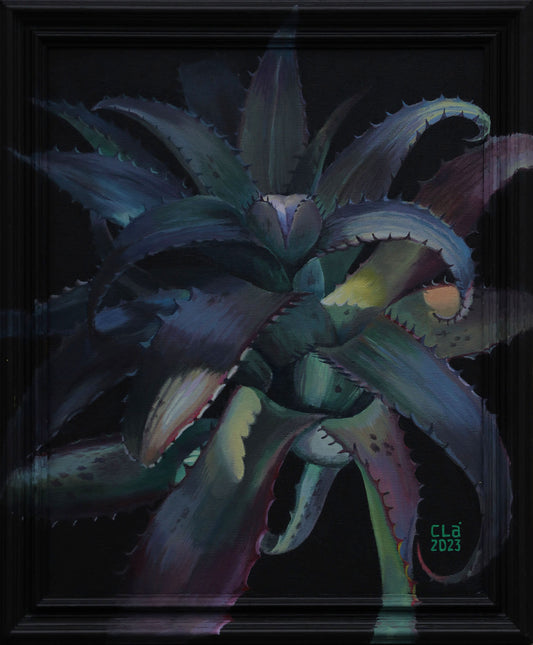 Blue Aechmea Bromeliad