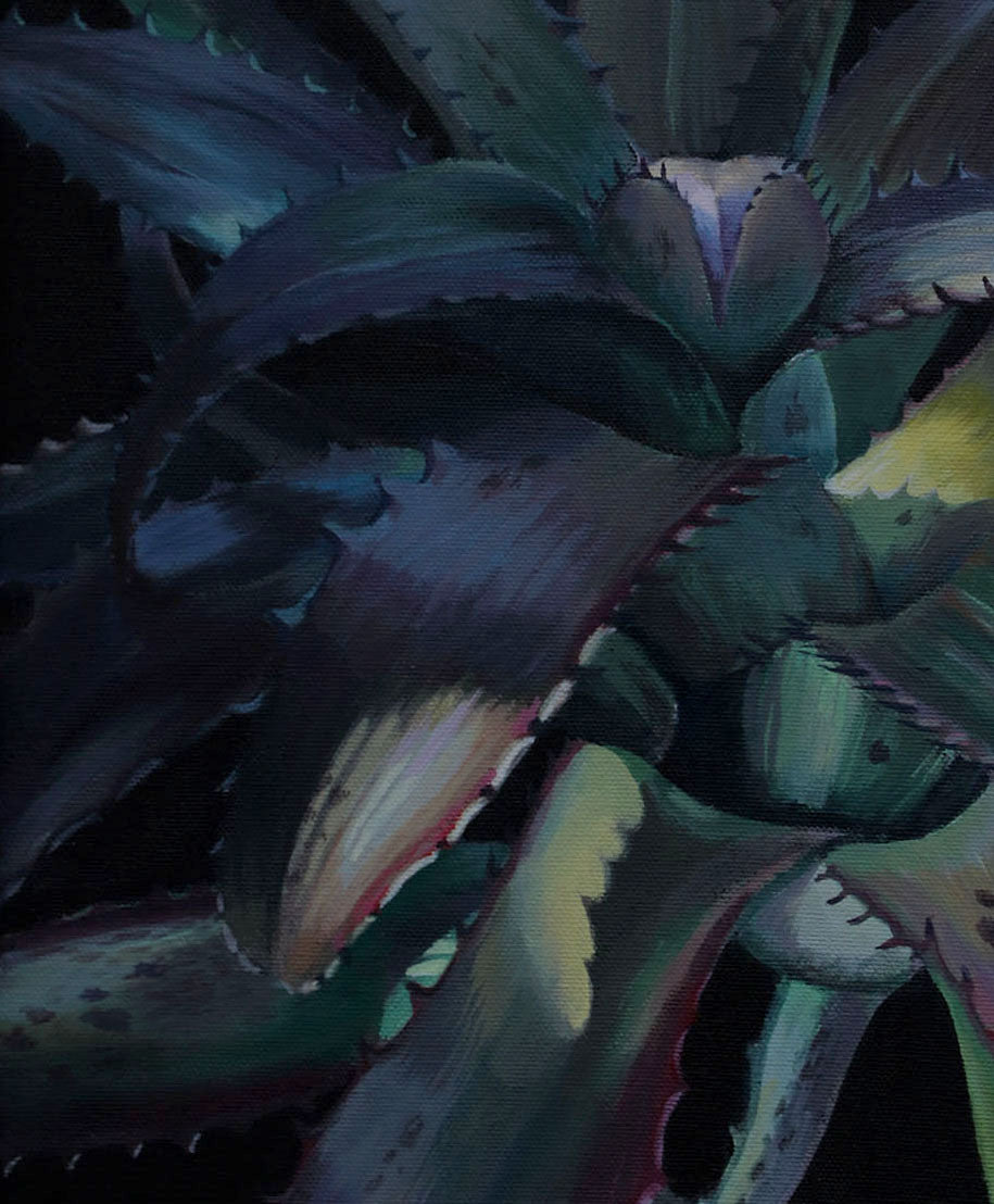 Blue Aechmea Bromeliad