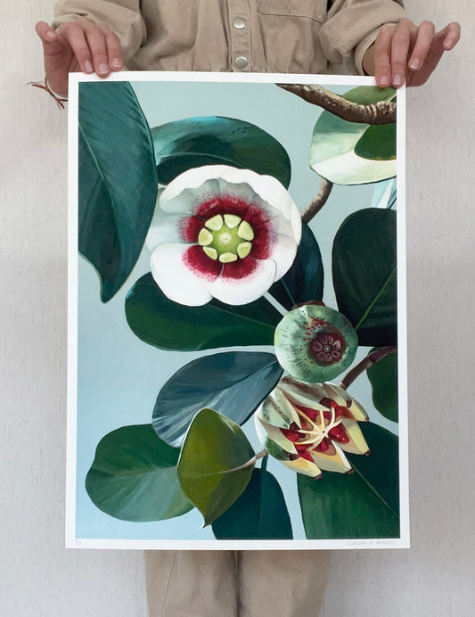 Clusia Lanceolata - Signed print.