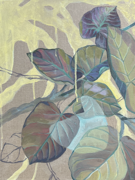 Ficus Pectoralis