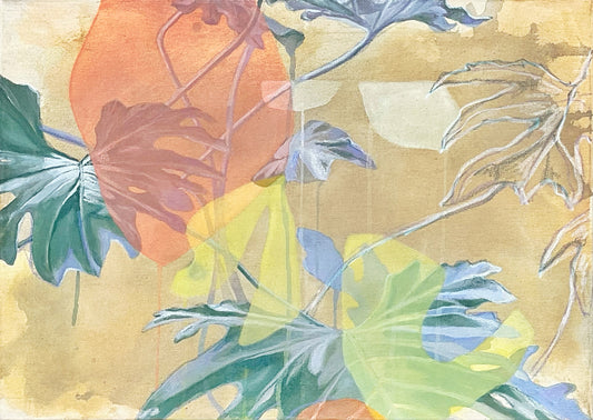 Philodendron Hope