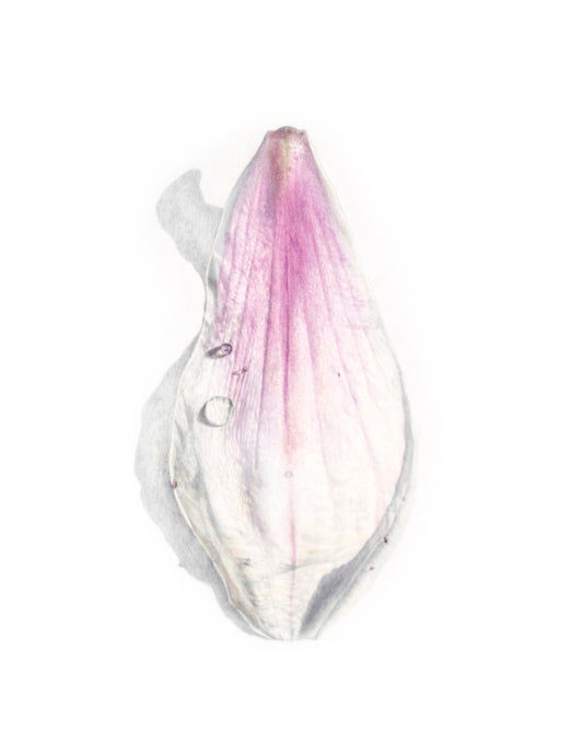 Magnolia Petal.