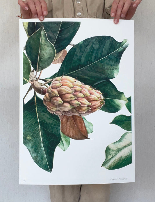 Magnolia Grandiflora fruit - Signed print.