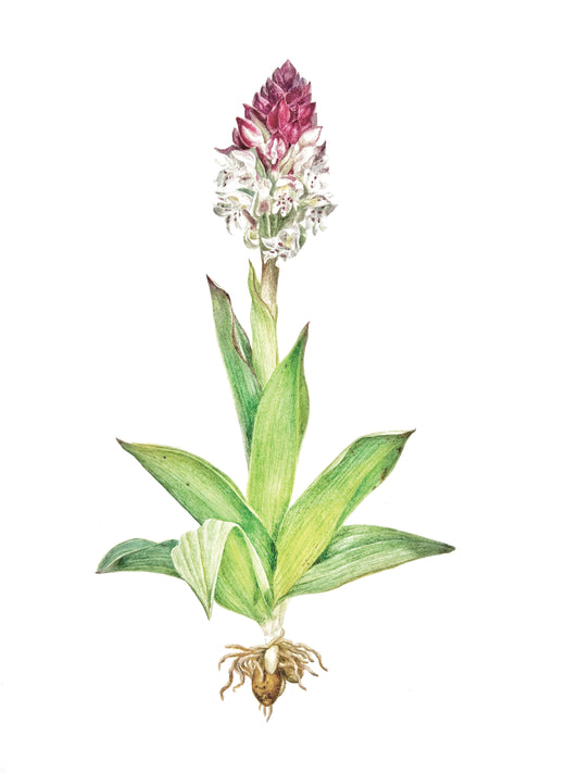 Orchis Ustulata.