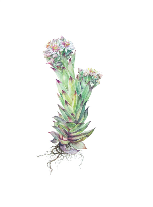 Sempervivum Houseleek.