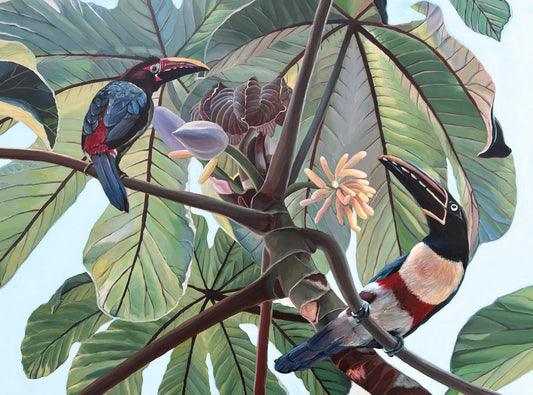 Aracari toucans.