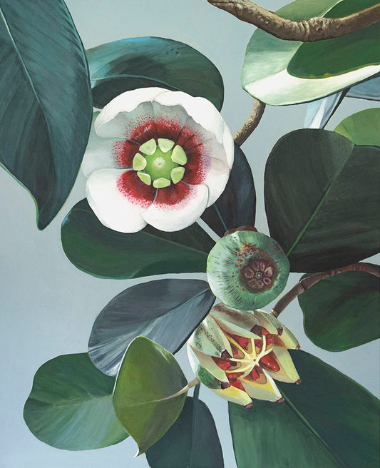 Clusia Lanceolata.