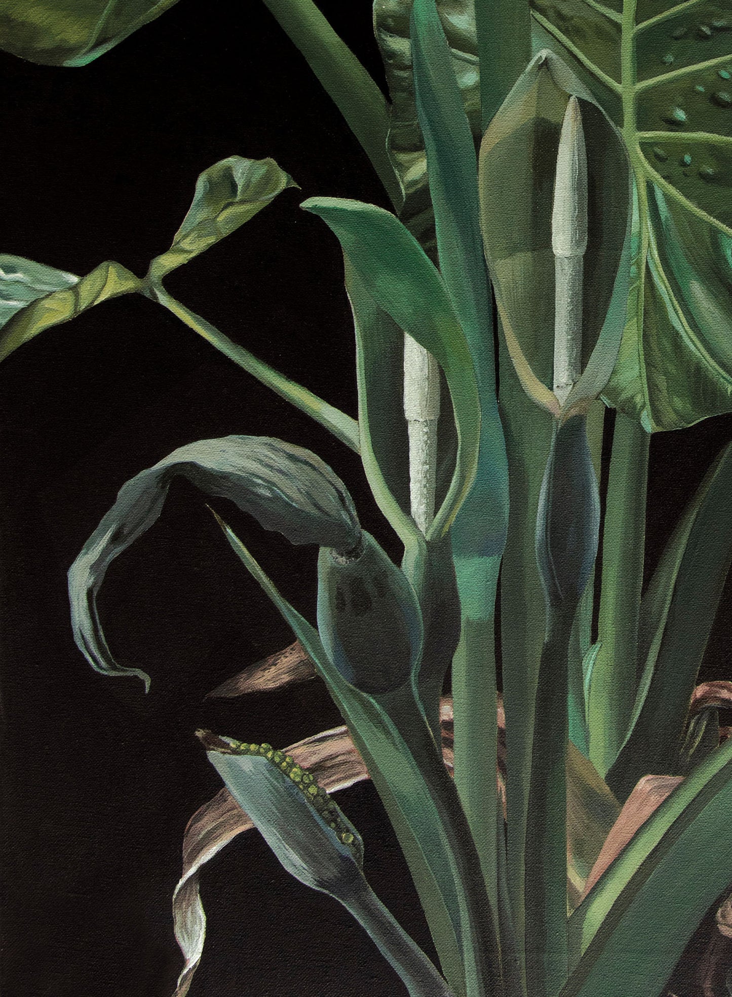 Green plants A4 prints (set of 4)