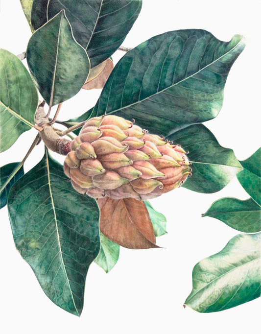Magnolia Grandiflora A4 prints (set of 4)