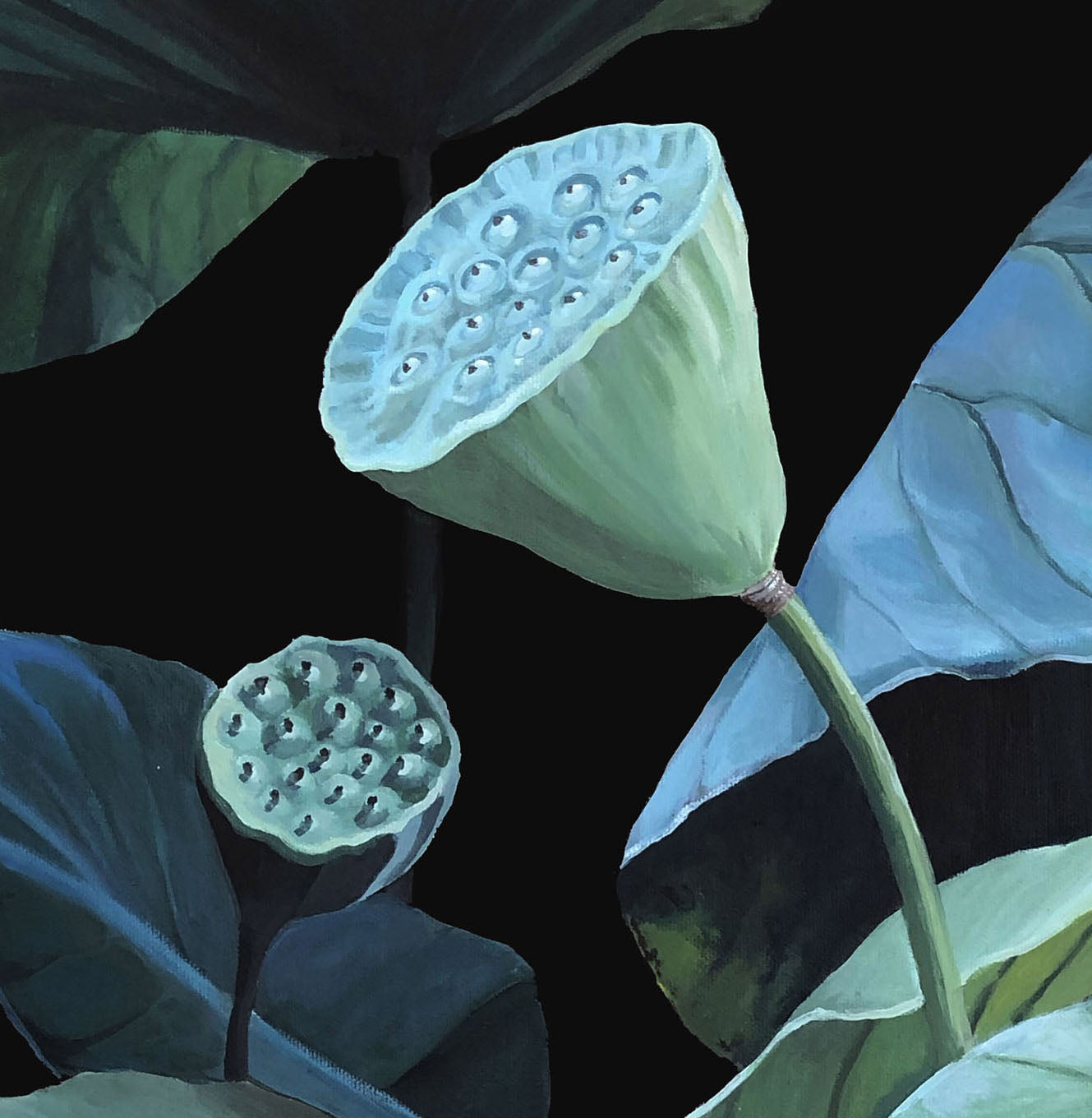 Seeds of Lotus II.