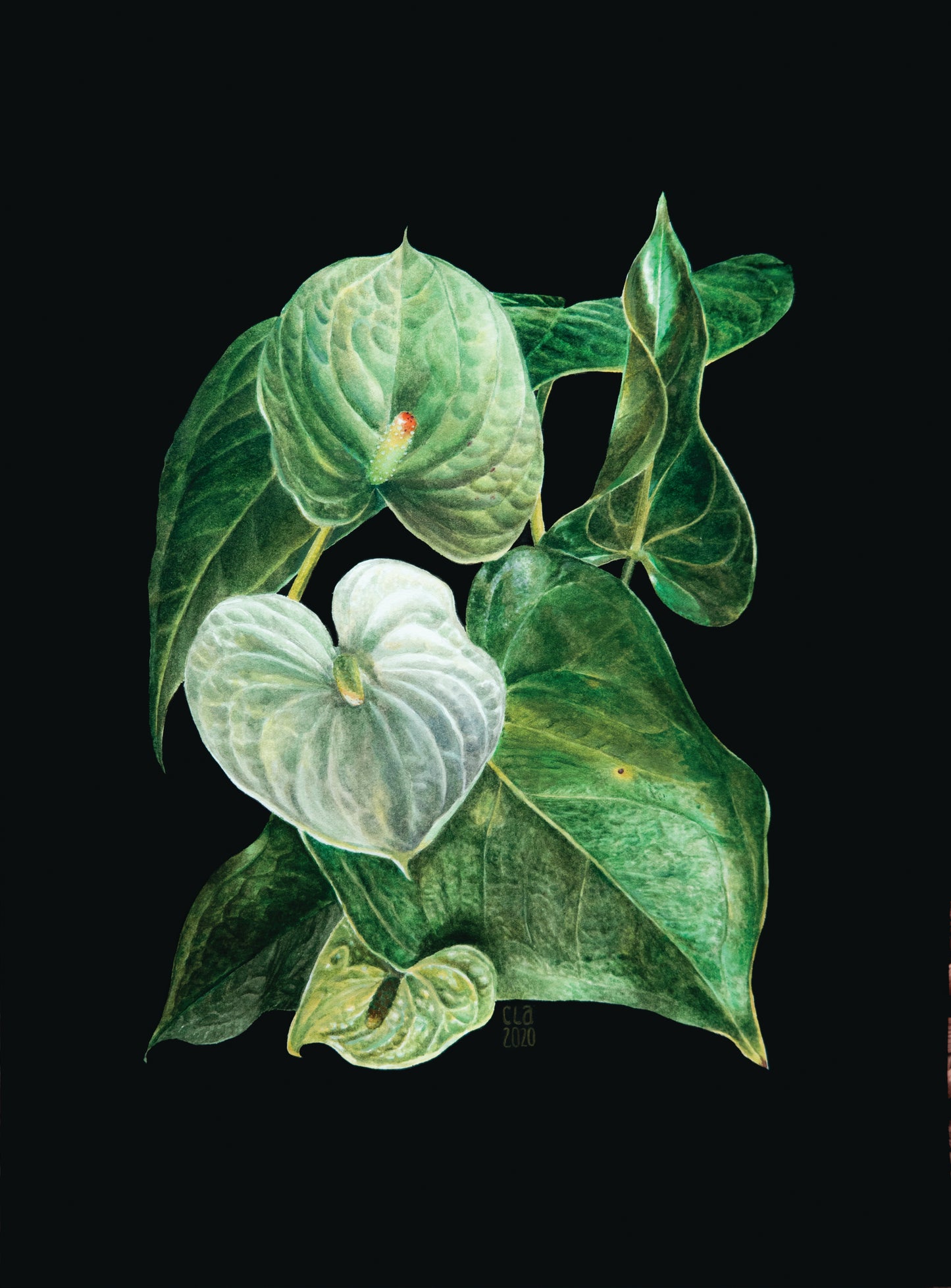 Tropical plants A4 prints (set of 4)