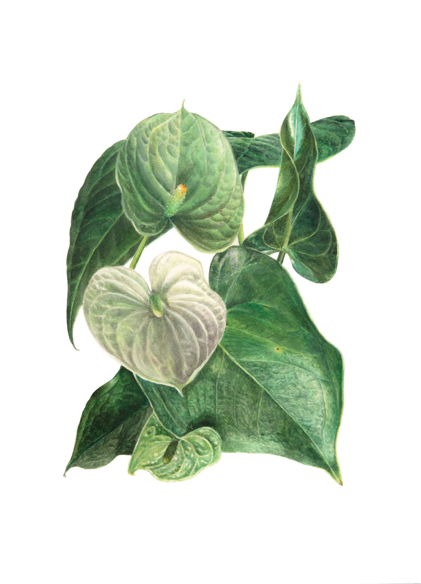 Tropical plants A4 prints (set of 4)