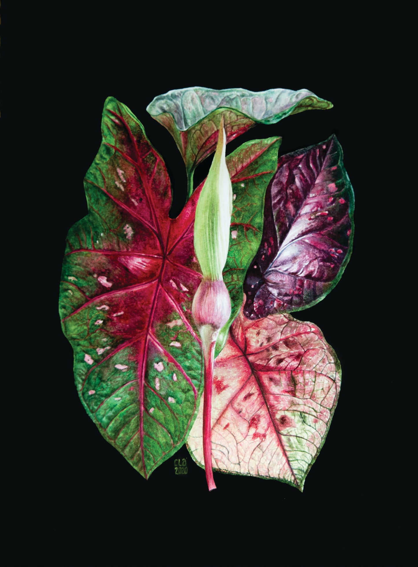 Tropical plants A4 prints (set of 4)