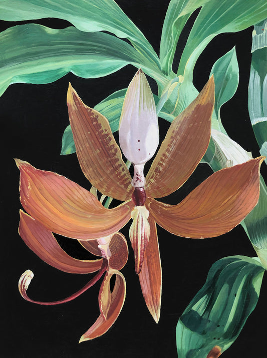 Cycnoches Orchid