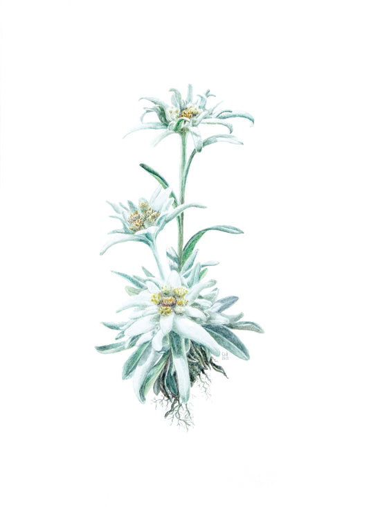 Alpine Flora series - Bundle discount.