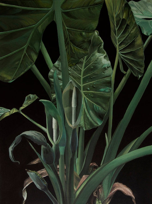 Elephant Ear.