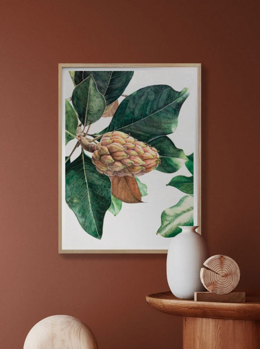 Magnolia Grandiflora fruit - Signed print.