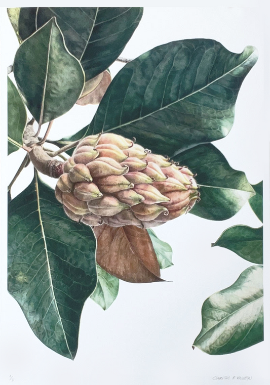 Magnolia Grandiflora fruit - Limited edition signed print