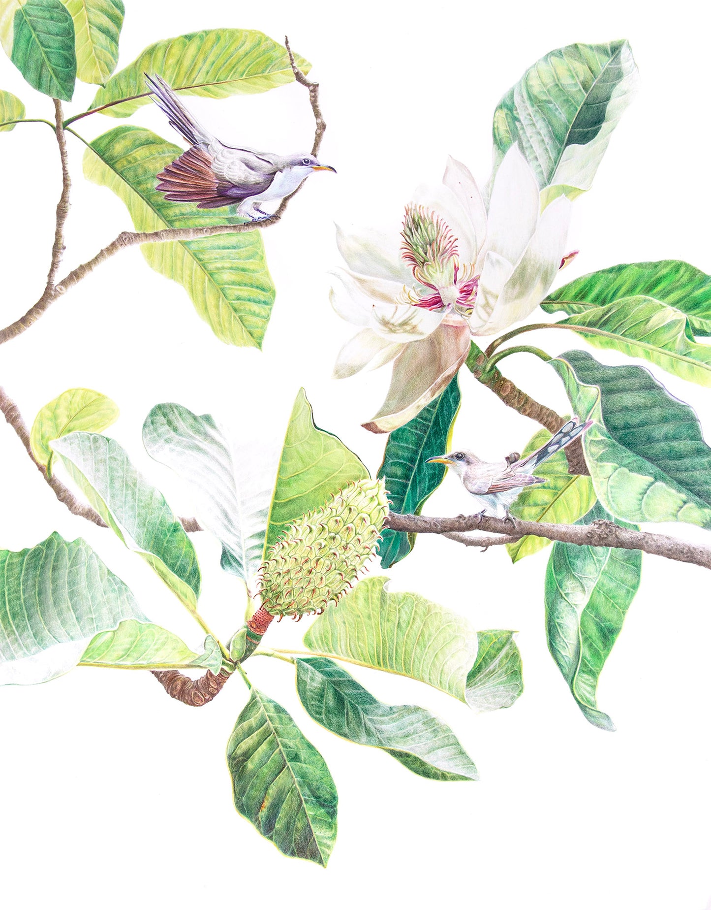 Magnolia Obovota and cuckoo birds