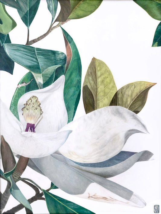 Magnolia Grandiflora A4 prints (set of 2)