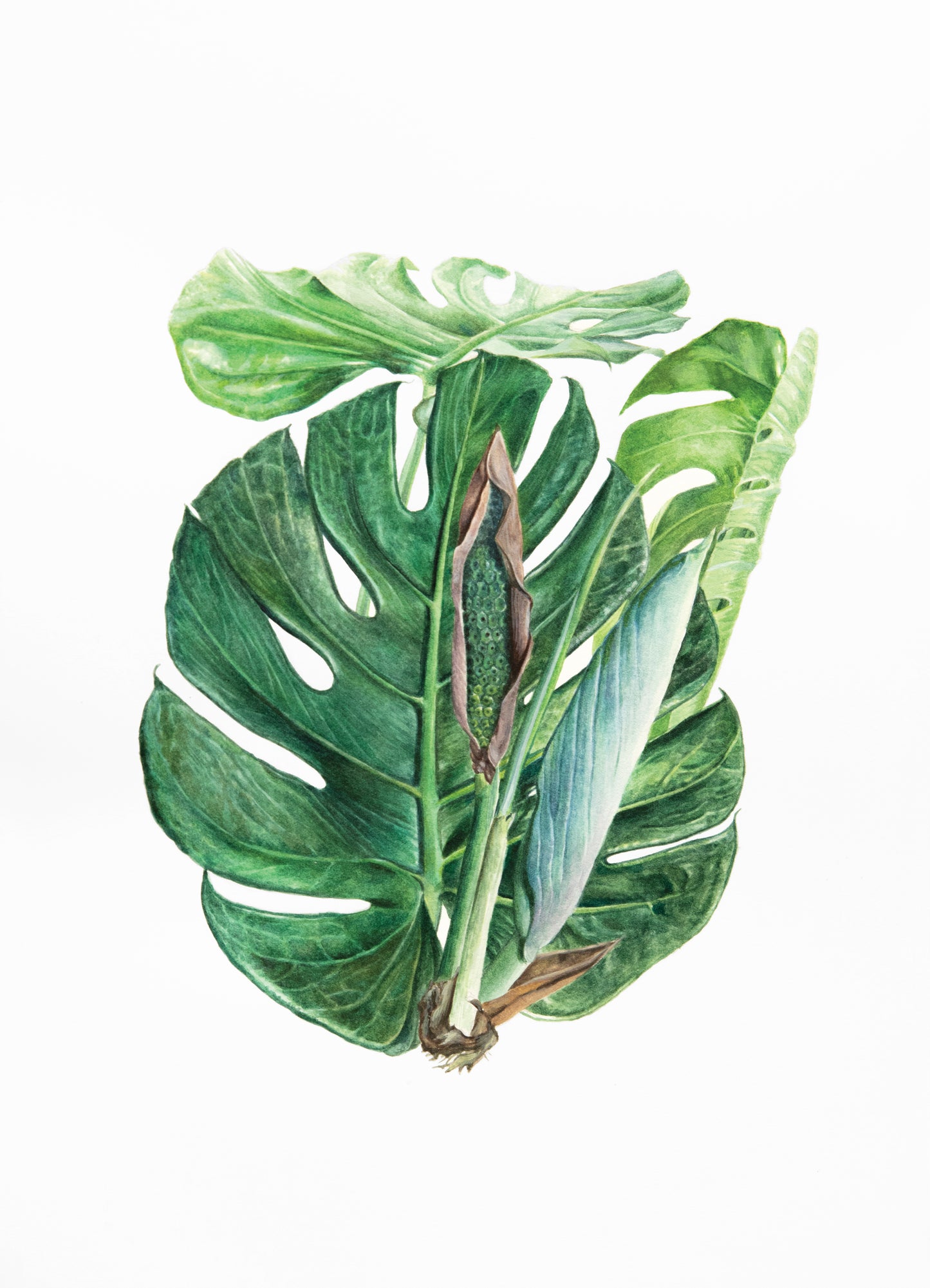 Tropical plants A4 prints (set of 4)