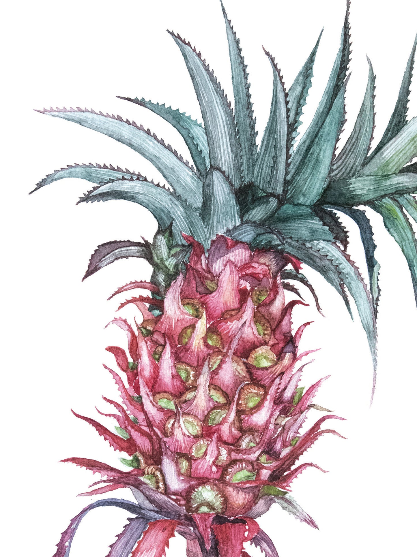 Pink plants A4 prints (set of 2)