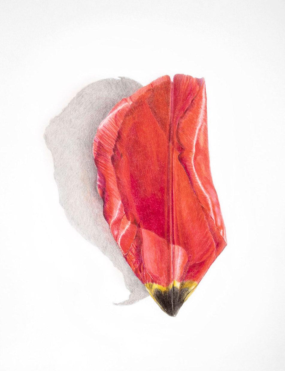 Red Tulip Petal