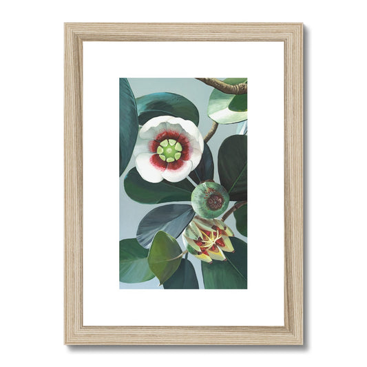 Clusia Framed & Mounted Print