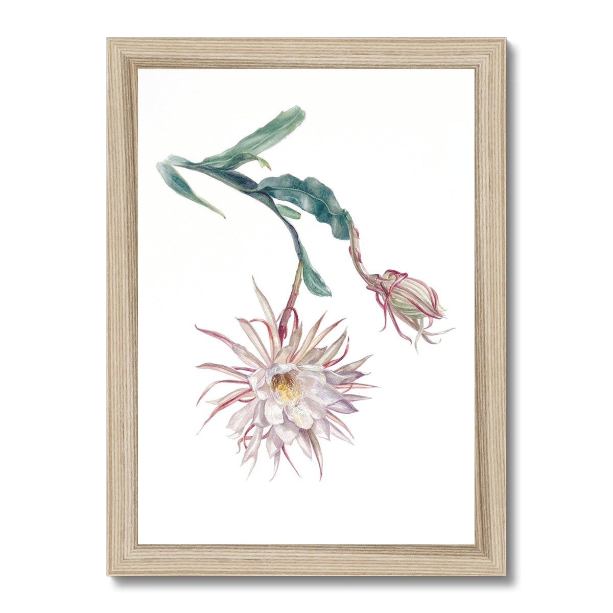 Epiphyllum oxypetalum Framed Print