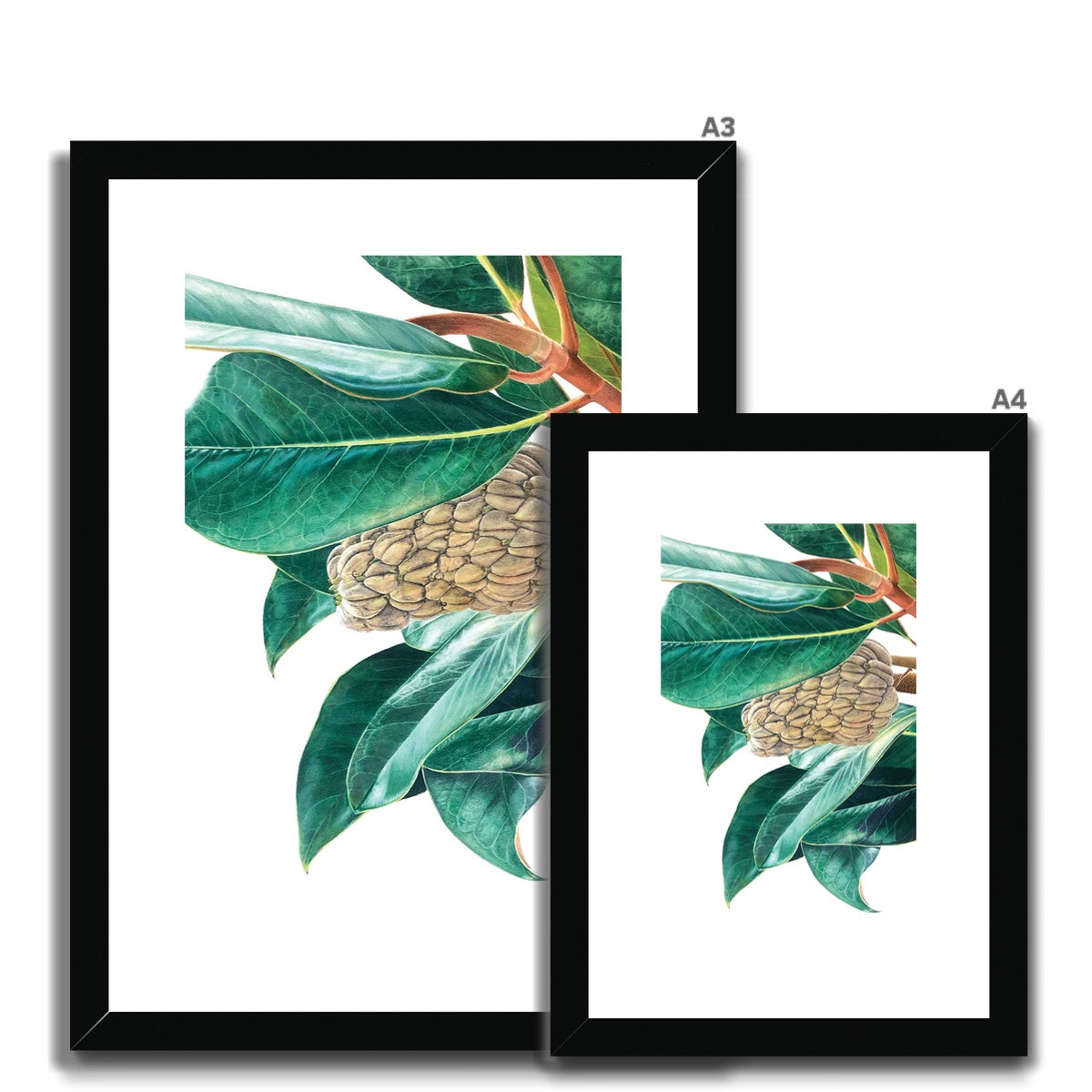 Magnolia fruit Framed & Mounted Print