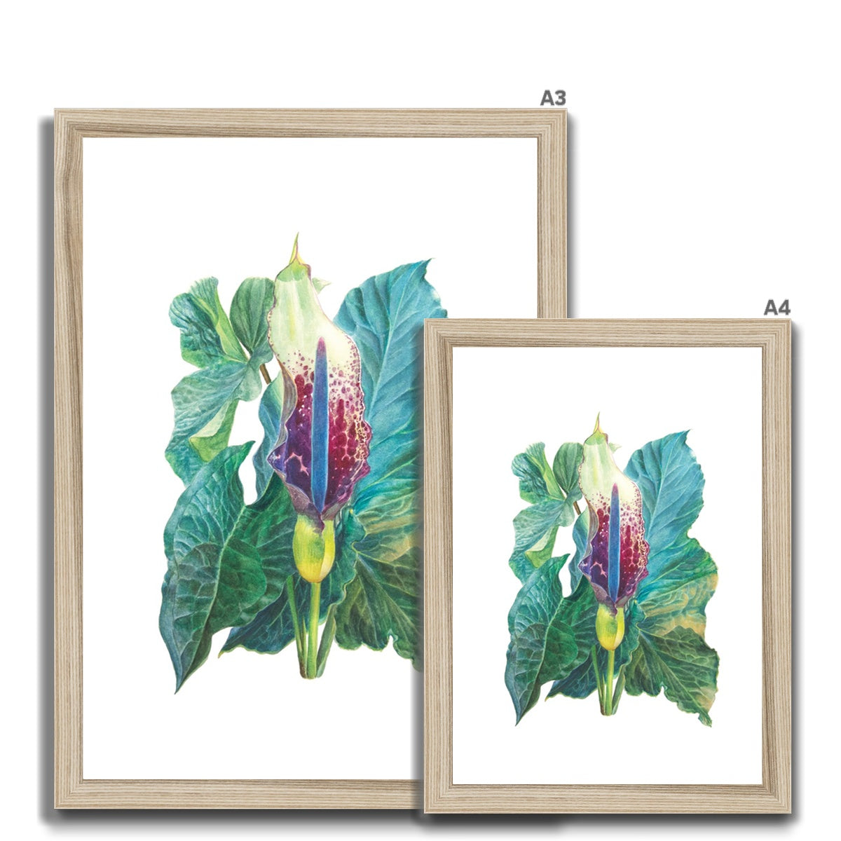 Arum white Framed Print.