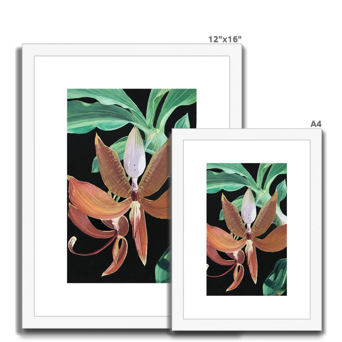 Cycnoches orchid Framed & Mounted Print.