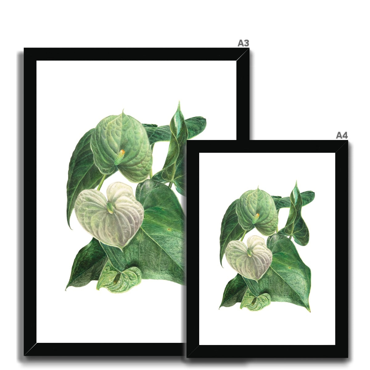 Anthurium white Framed Print.