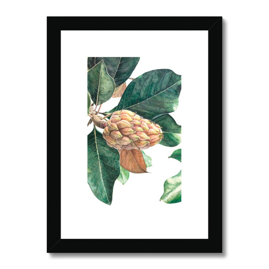 Magnolia fruit II Framed & Mounted Print