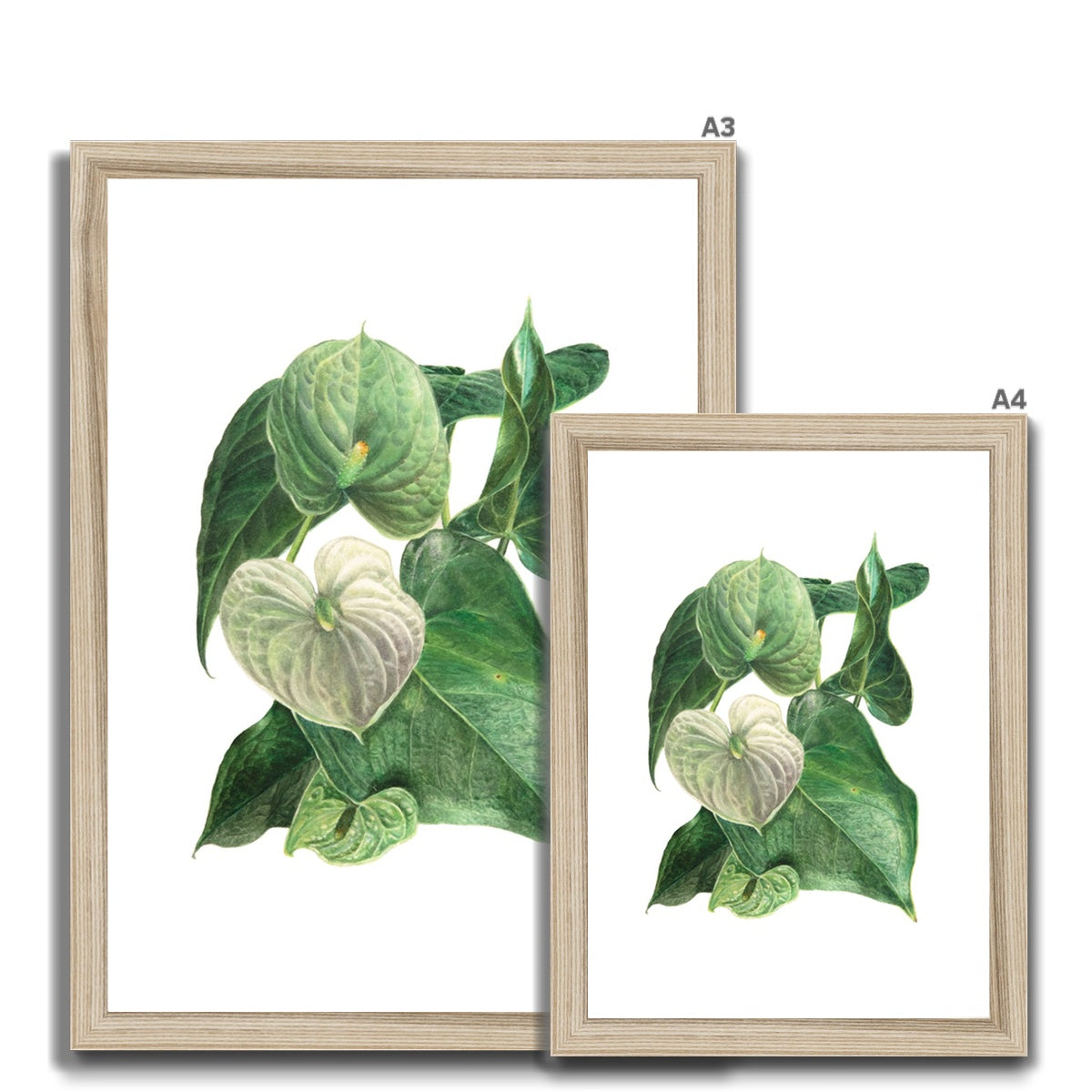 Anthurium white Framed Print.