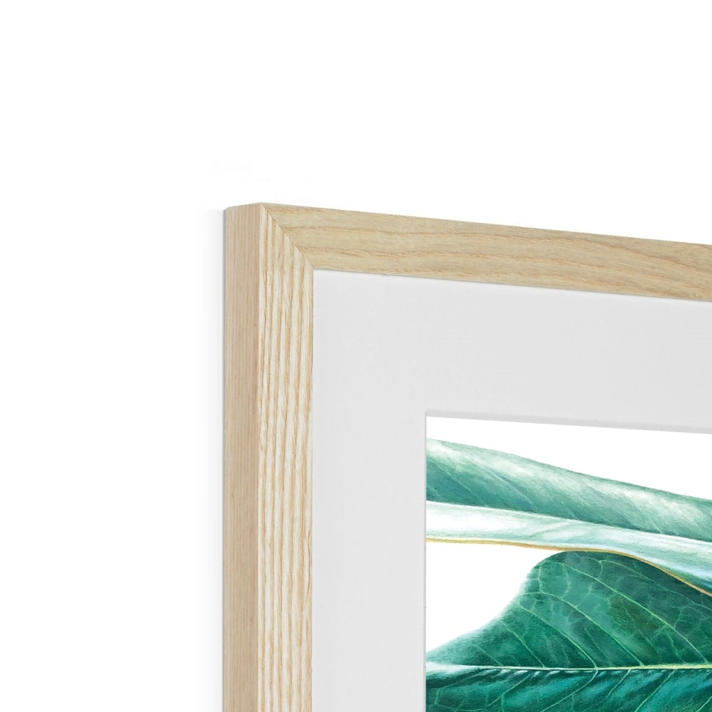 Magnolia fruit Framed & Mounted Print