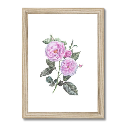 Rosa Centifolia Framed Print