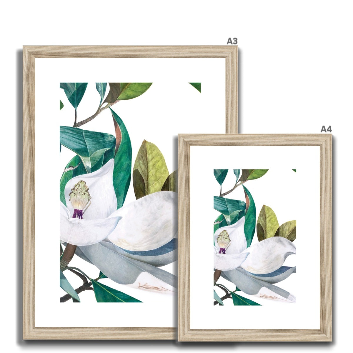 Magnolia bloom Framed & Mounted Print.
