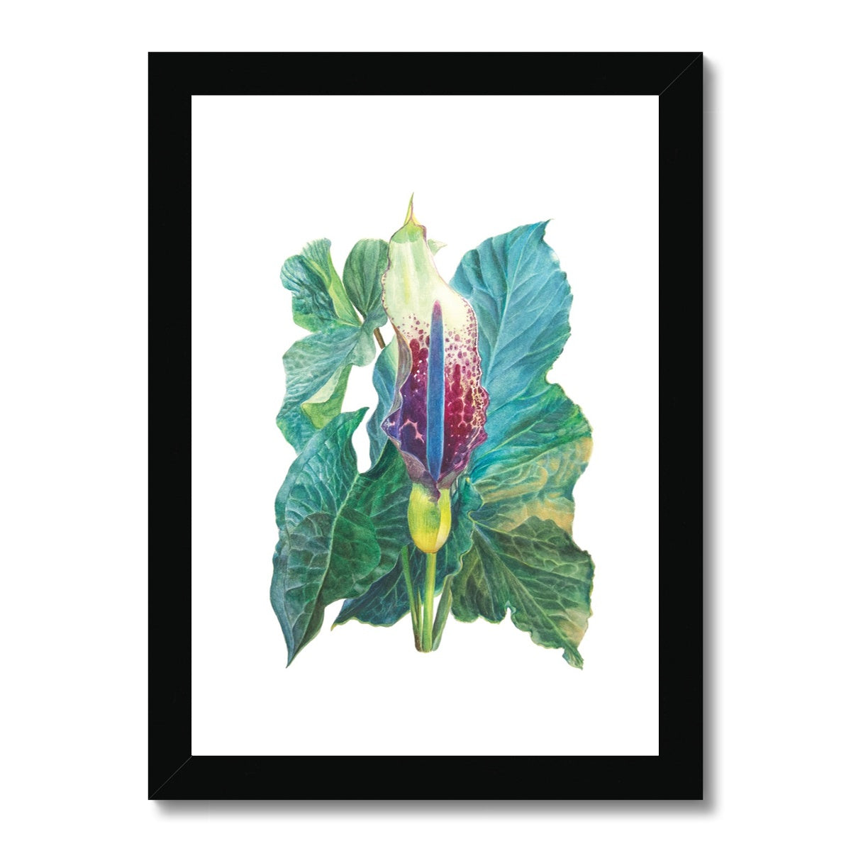 Arum white Framed Print.