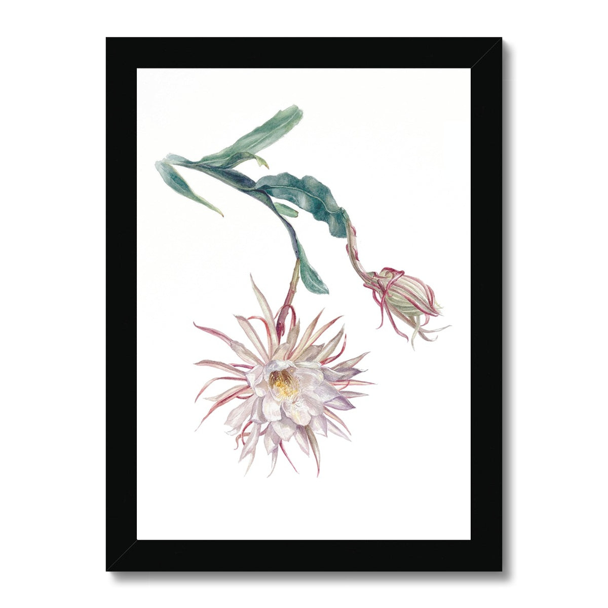 Epiphyllum oxypetalum Framed Print