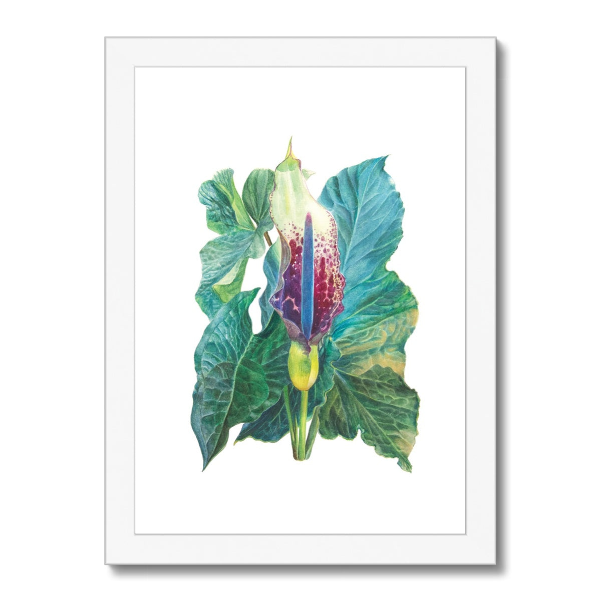 Arum white Framed Print.