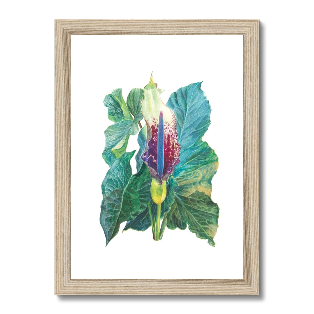 Arum white Framed Print.