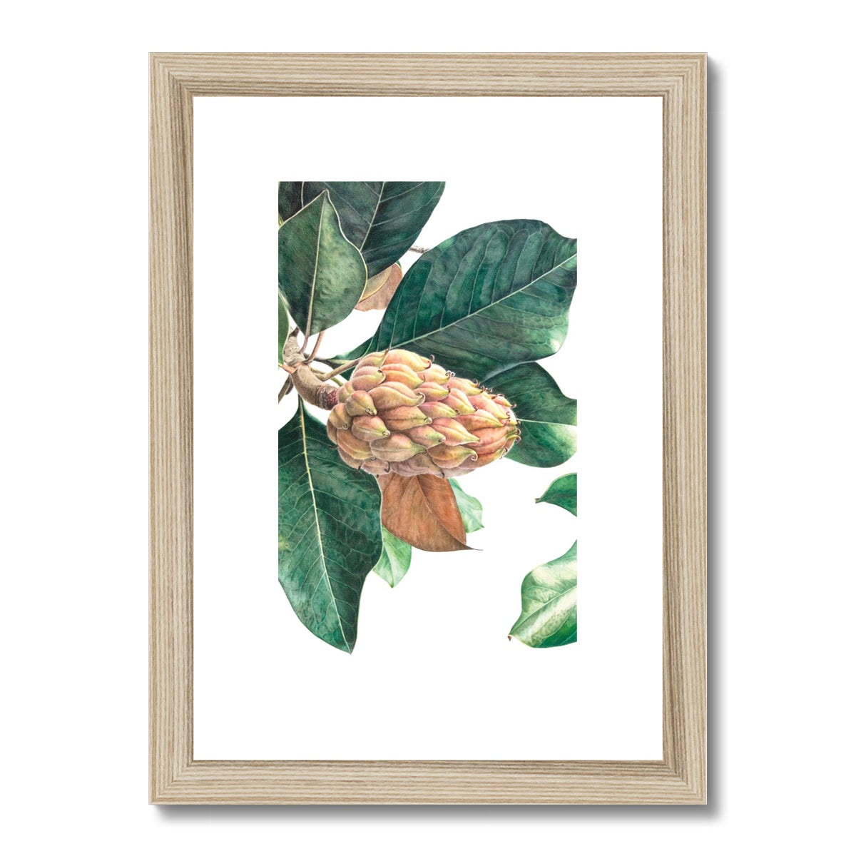 Magnolia fruit II Framed & Mounted Print